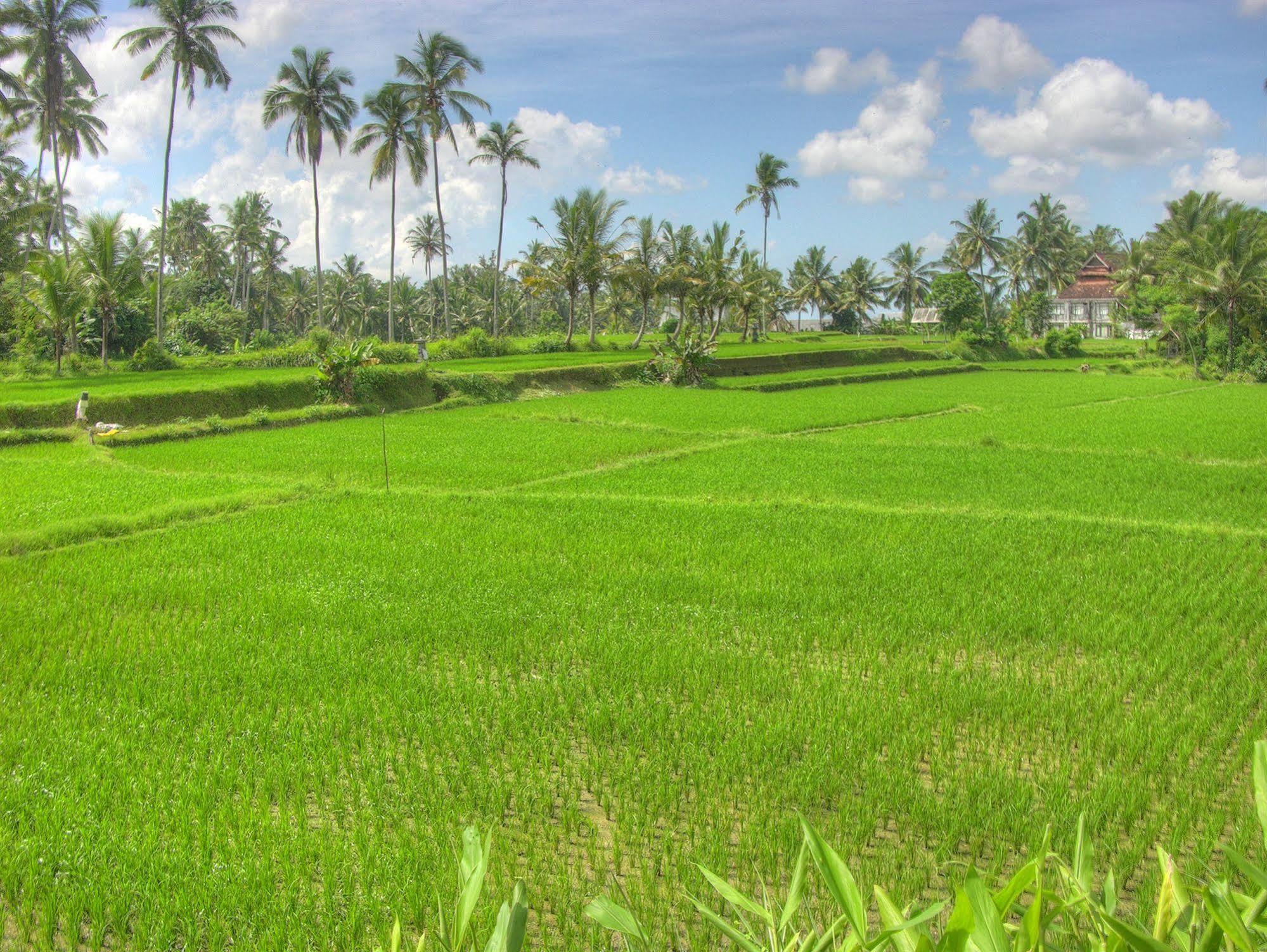 Villa Sabandari Ubud  Ngoại thất bức ảnh