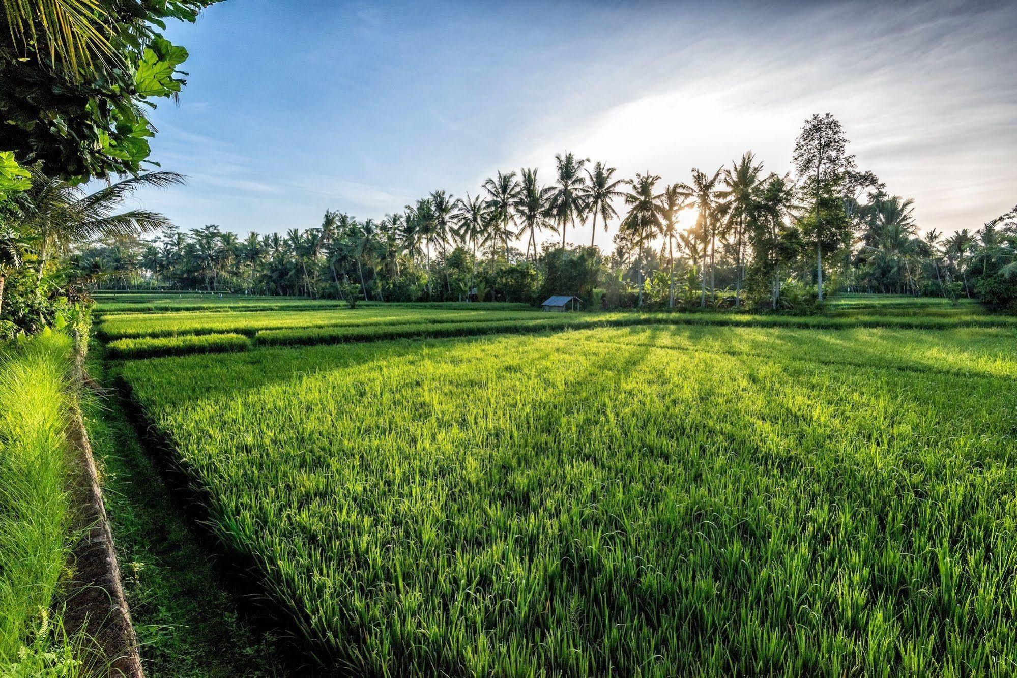 Villa Sabandari Ubud  Ngoại thất bức ảnh